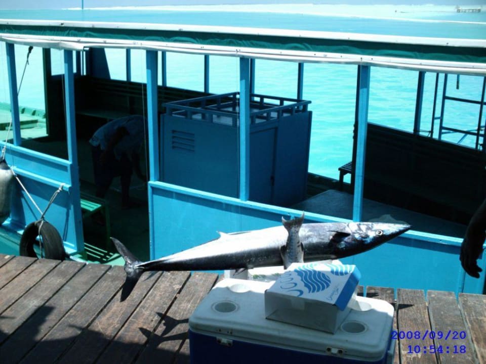 Nach dem Hochseefischen Cinnamon Hakuraa Huraa Maldives