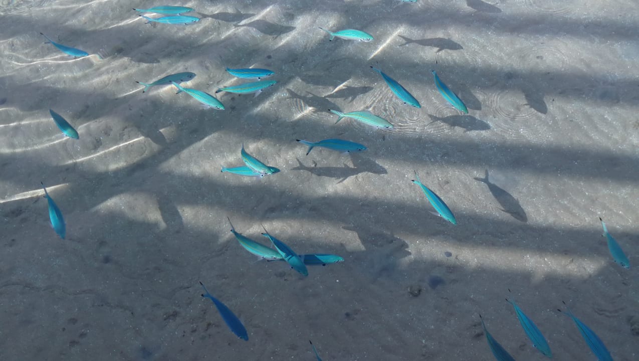 Strand Cleopatra Luxury Beach Resort Makadi Bay - Adults only