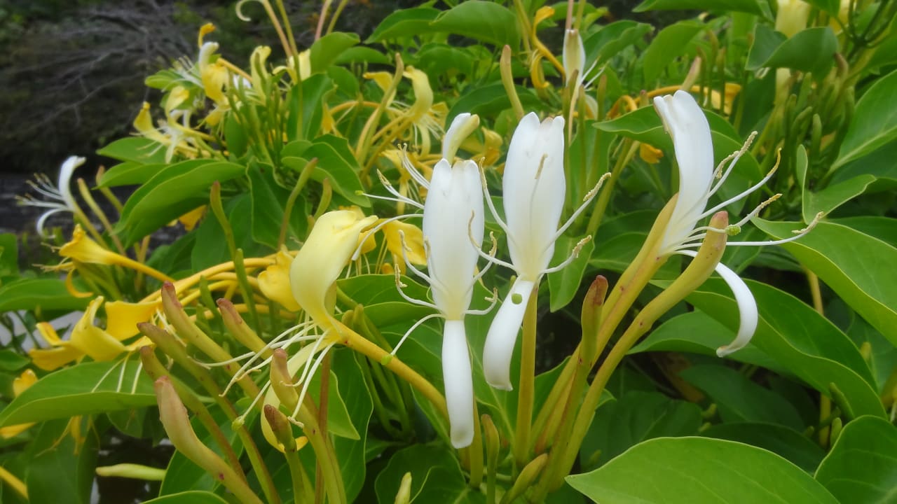 Gartenanlage Hotel Baia Azul