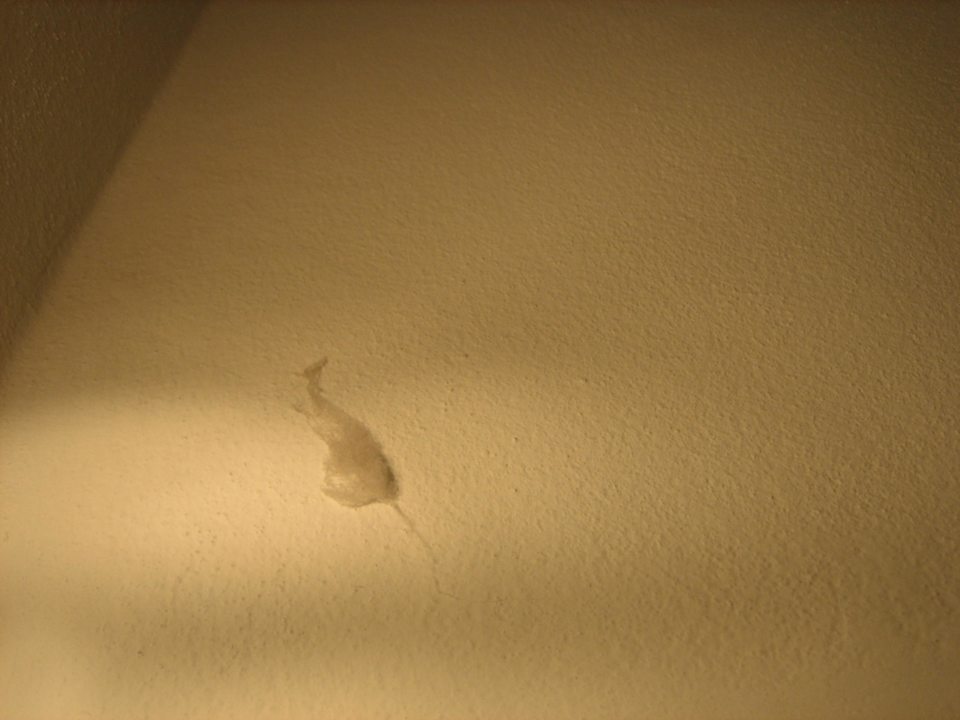 Spinnenweben Hotel San Carlo Vacanze