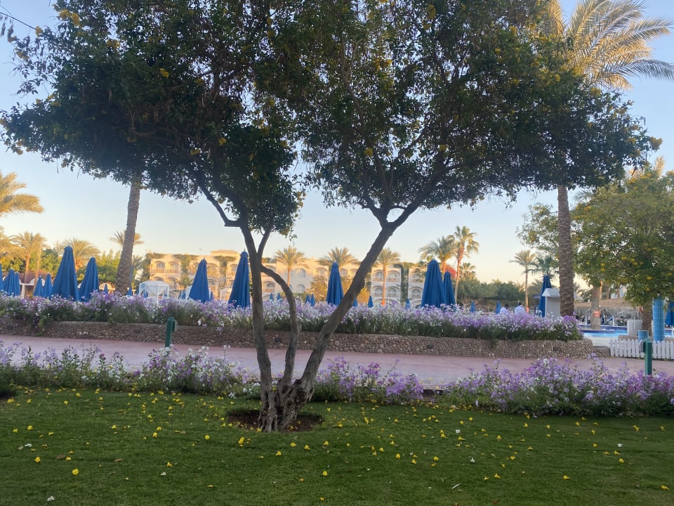 Gartenanlage Desert Rose