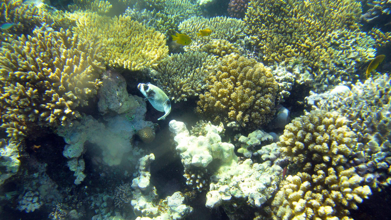 Hausreef Cleopatra Luxury Resort Makadi Bay