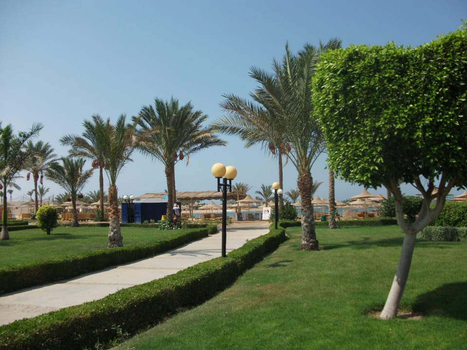 Weg zum Strand Desert Rose