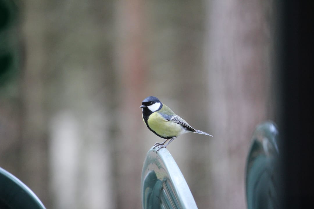 Terrasse mit Besuchern   Center Parcs Het Heijderbos