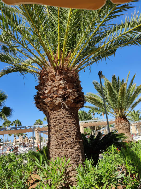 Gartenanlage Hotel Riu Gran Canaria