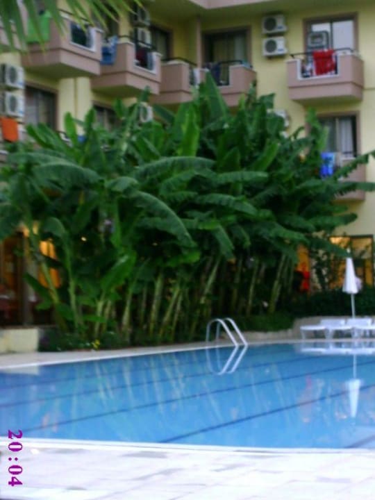 Die Banannenpflanzen Silver Hotel
