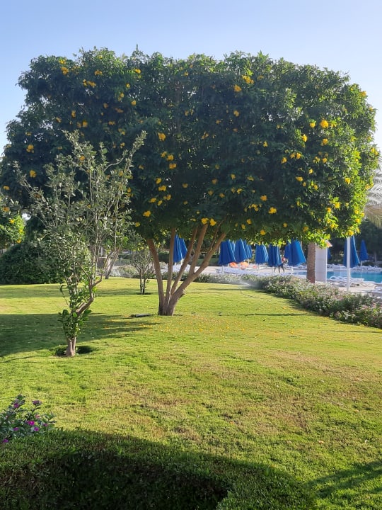 Gartenanlage Desert Rose