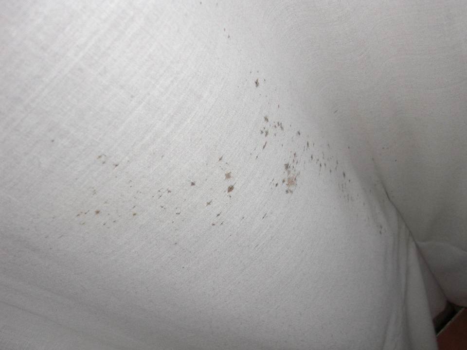 Schimmel Bei Juan Playa Blanca