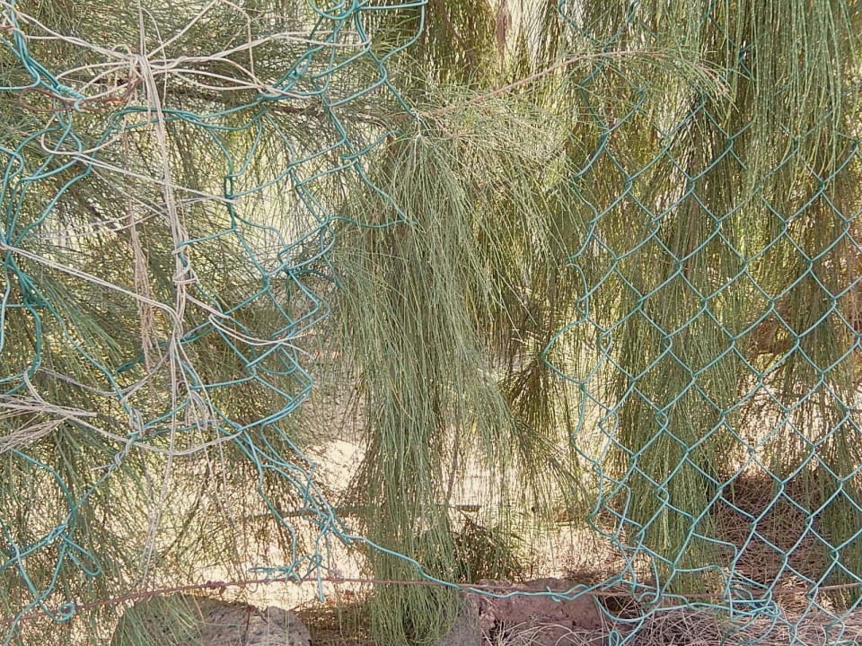 Kaputter Zaun Bungalows Cordial Sandy Golf