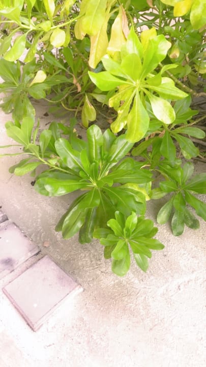 Gartenanlage Summer Island Maldives