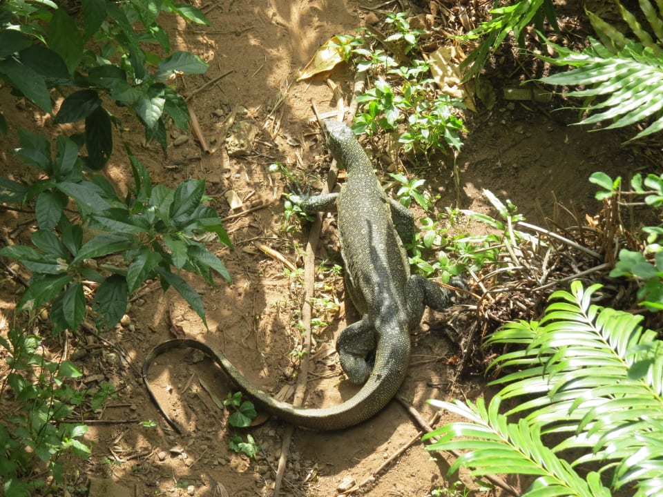Waran am Wasserloch Shimba Hills Lodge