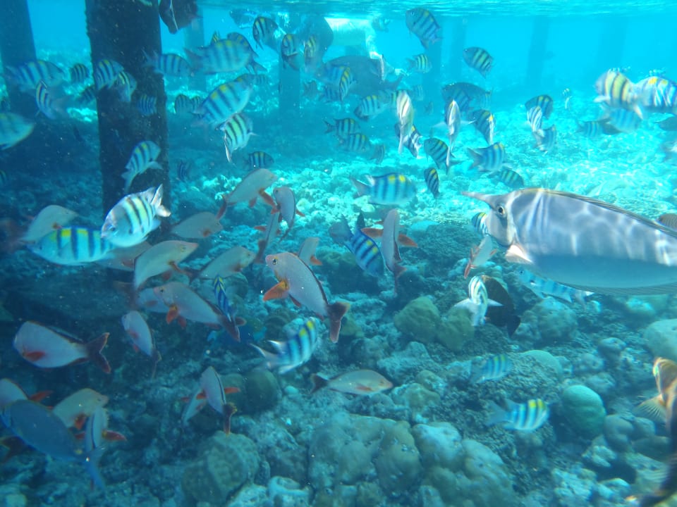 Sport & Freizeit Adaaran Select Meedhupparu Island Resort - Premium All Inclusive