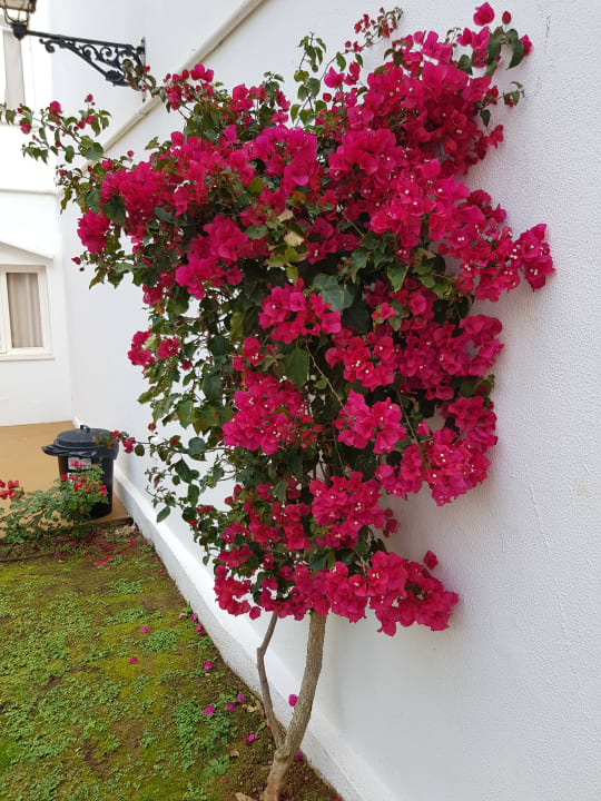 Gartenanlage Globales Bouganvilla