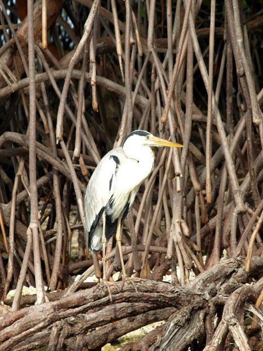 Fischreiher Kuredu Island Resort & Spa