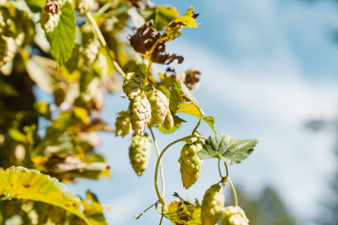 Gartenanlage Hotel Karlwirt