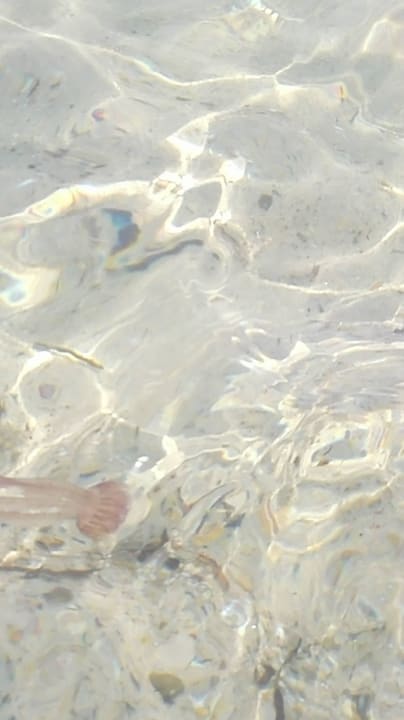 Quallenalarm Hotel Royal Nozha