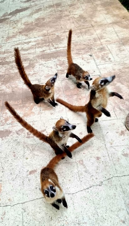 Sonstiges Catalonia Playa Maroma