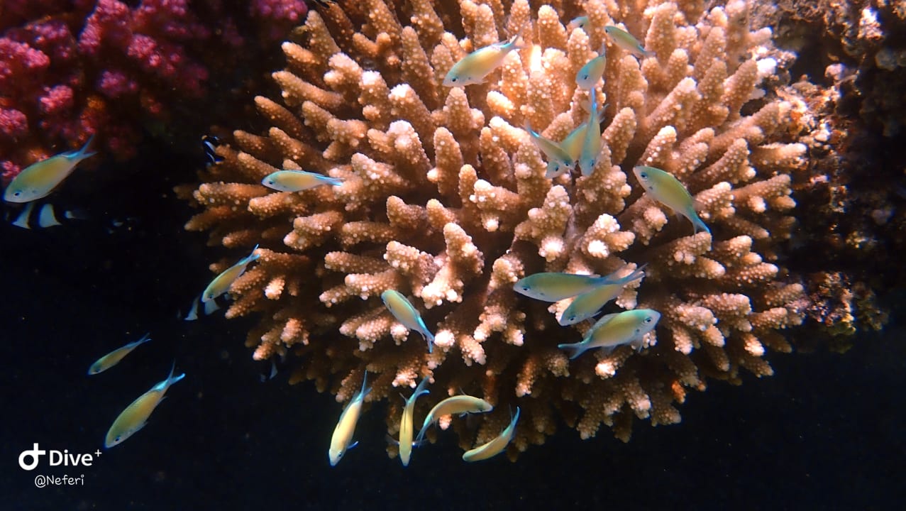 Sport & Freizeit  Shams Alam Beach Resort