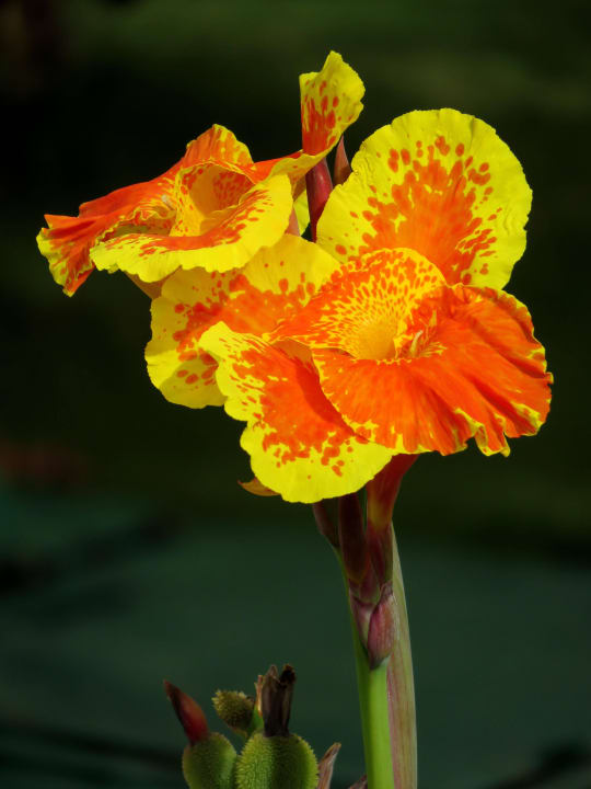 Blumenvielfalt im Garten Steigenberger Coraya Beach - Adults only