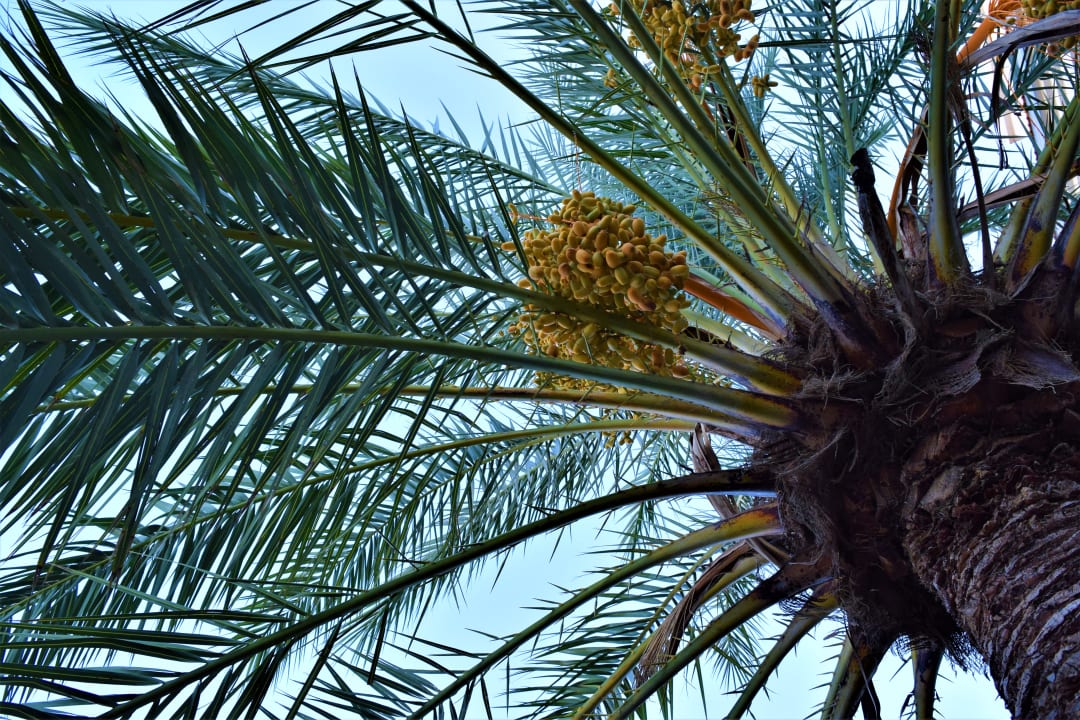 Gartenanlage Seaden Sea World Resort & Spa