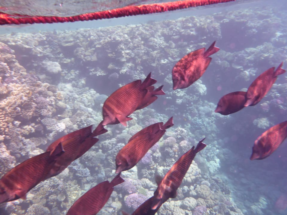 Strand Pickalbatros Palace Resort