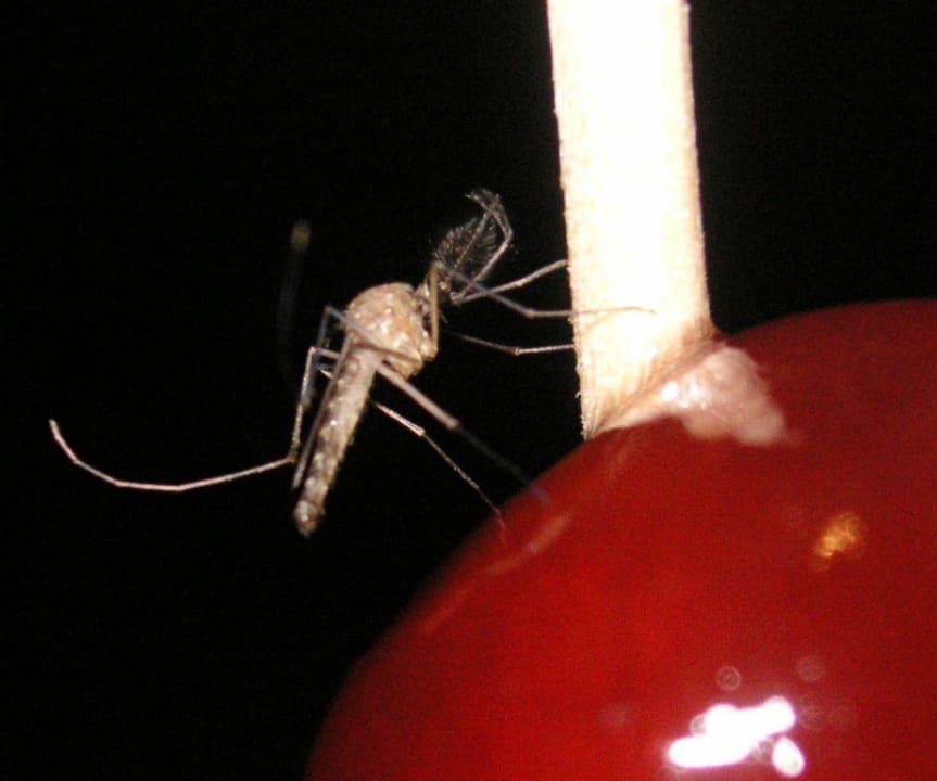 Moskito Hotel Southern Palms Beach Resort