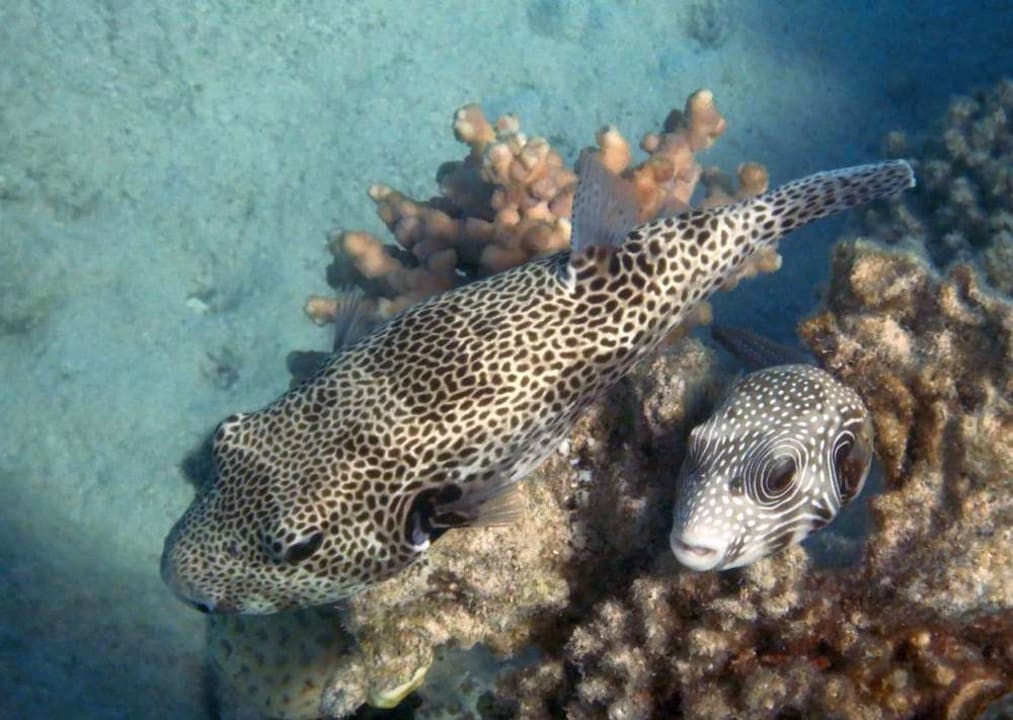 Strand Coral Beach Hurghada