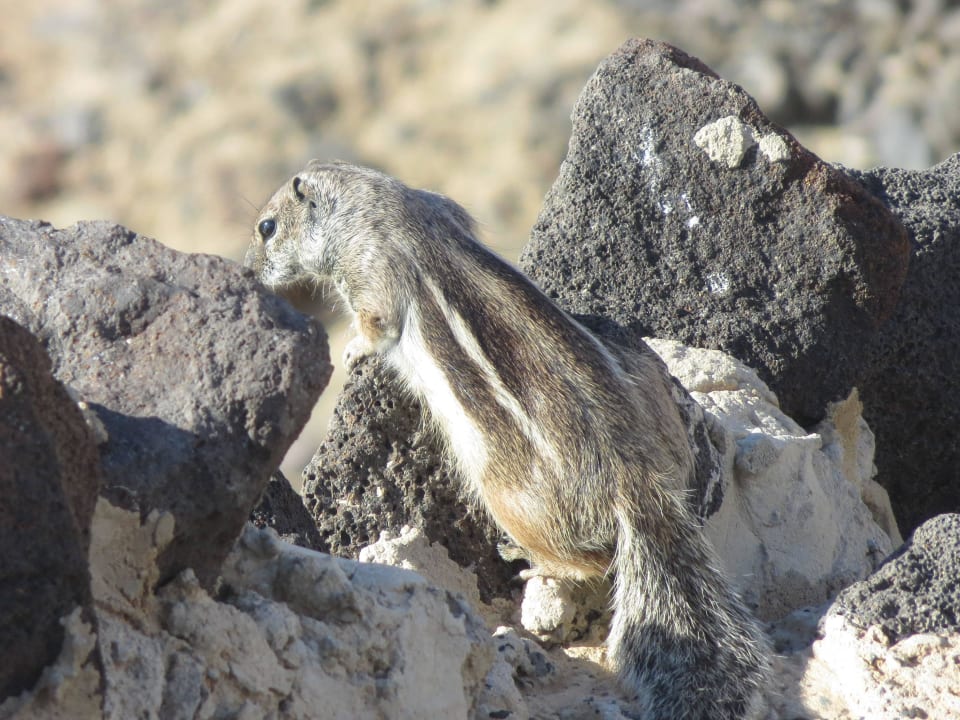 Streifenhörnchen SBH Club Paraiso Playa