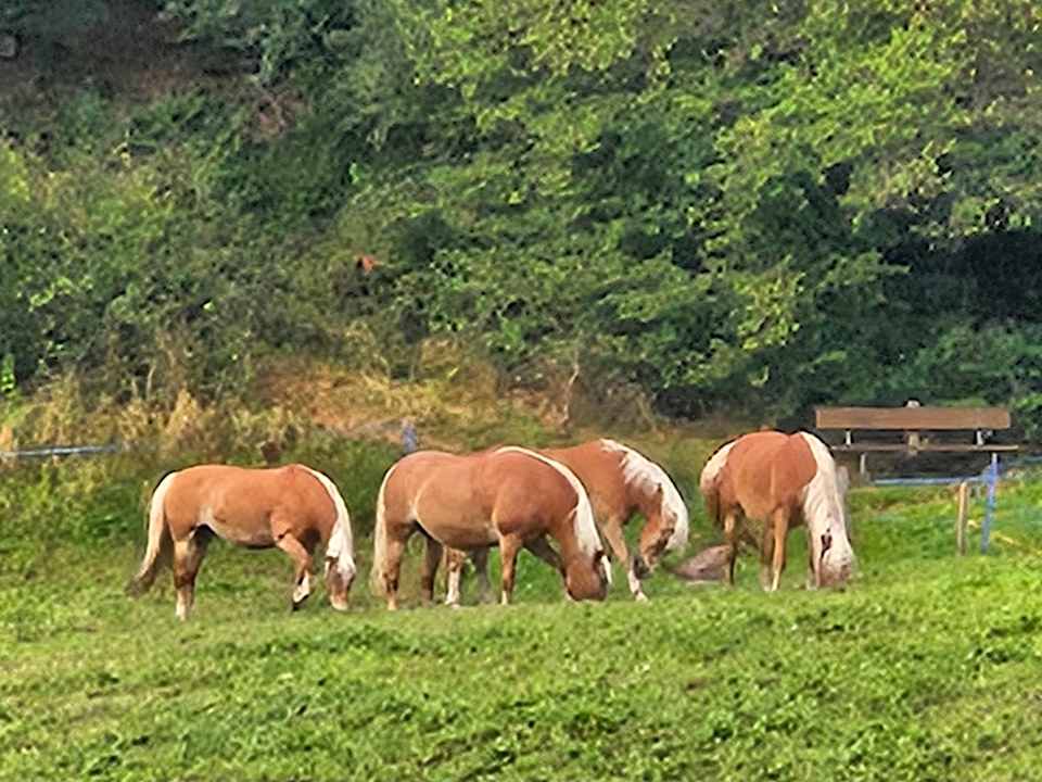 Sport & Freizeit Hotel Sulfner