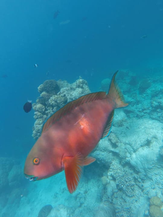 Sport & Freizeit Kuramathi Maldives
