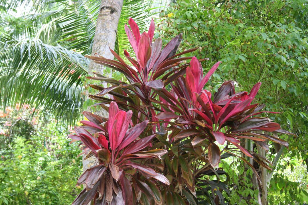Die Flora von Kuramathi Kuramathi Maldives
