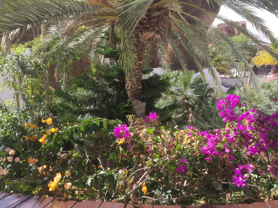 Gartenanlage Hotel Riu Paraiso Lanzarote