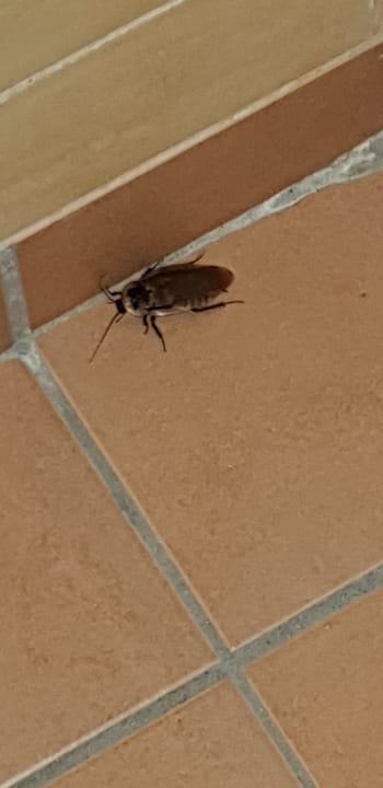 Zimmer Melia Las Dunas