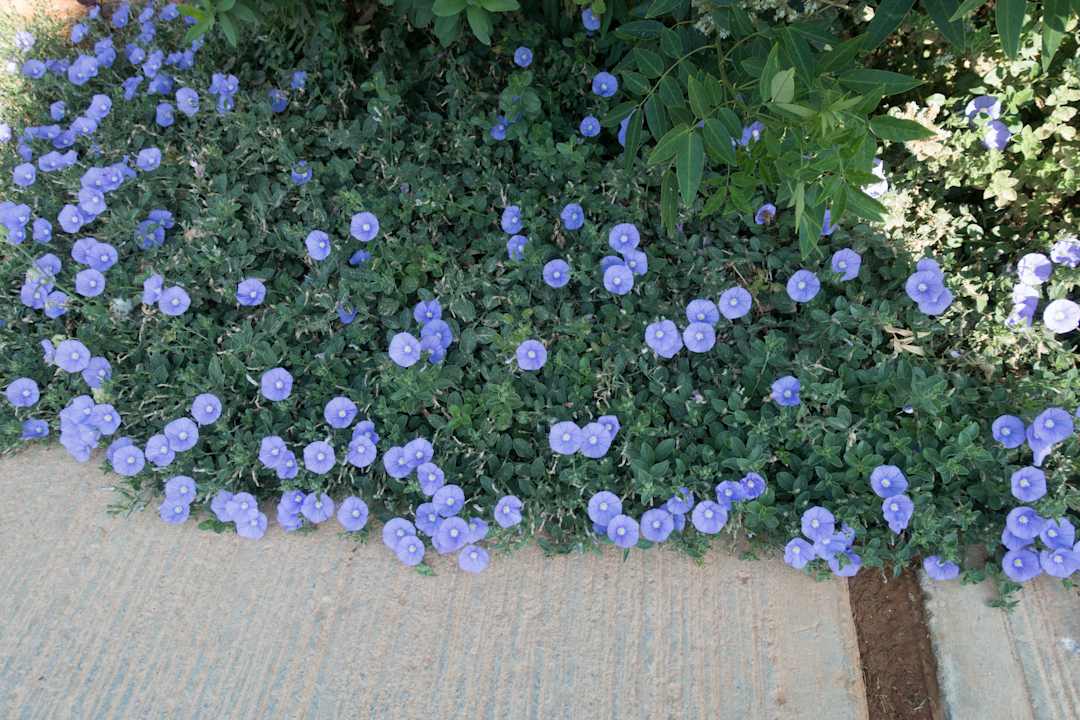 Gartenanlage Anissa Beach & Village