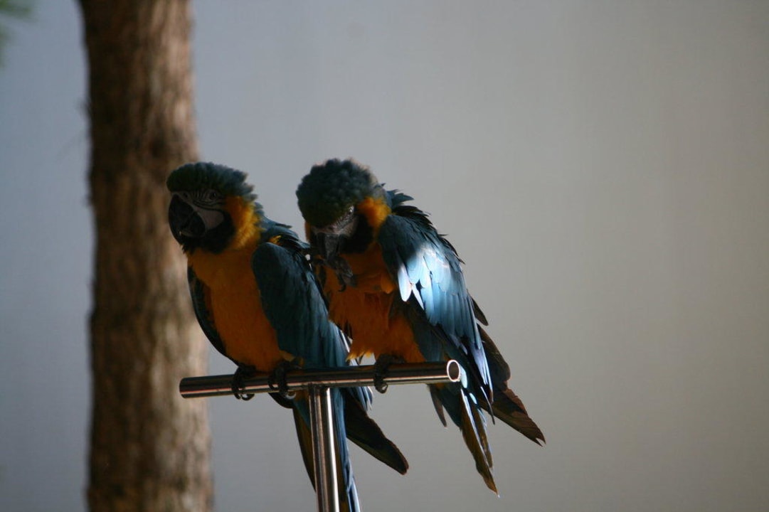 Papageienschow Voyage Belek Golf & Spa