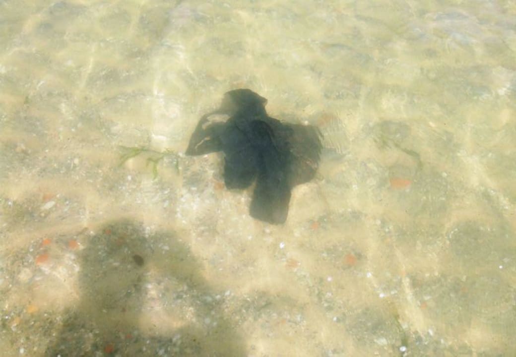 Müll im Meer Hotel El Mouradi Skanes Beach