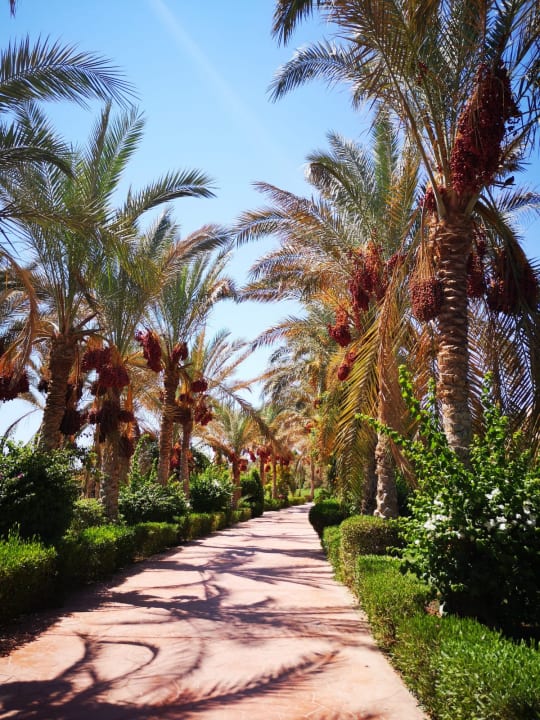 Gartenanlage Hotel Blue Lagoon