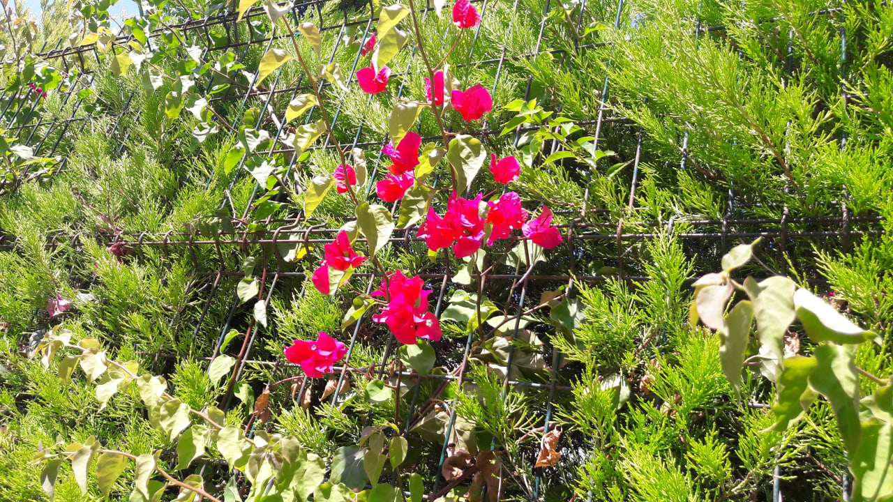 Gartenanlage Güral Premier Belek