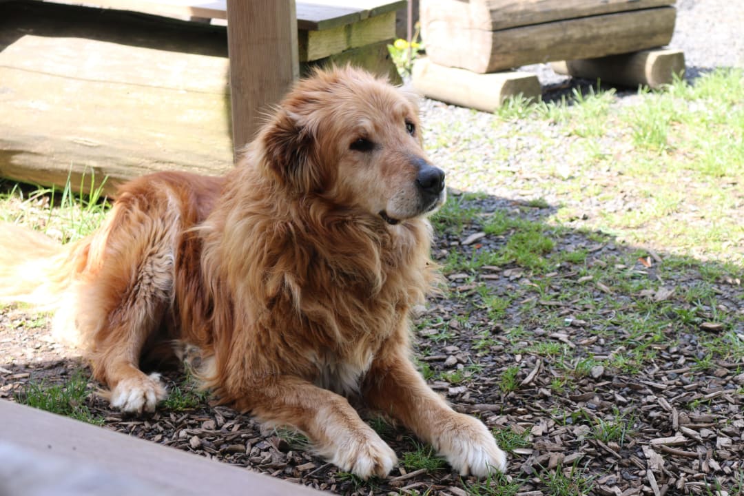 Hofhund Max  Bio-Bauernhof Mültner