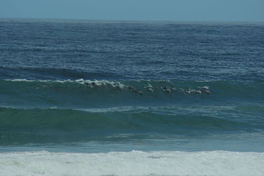 Delfine zum Nachmittagskaffee Hotel Xanadu Guest Villa