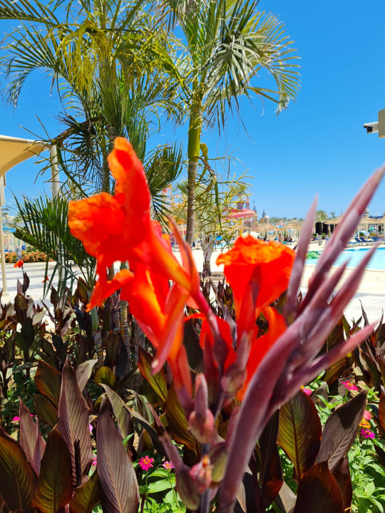 Außenansicht Pickalbatros Aqua Blu Resort - Sharm El Sheikh