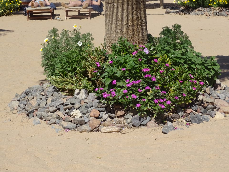 Garten Amwaj Beach Club Abu Soma Resort