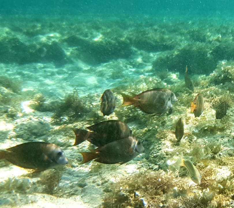 Sport & Freizeit Three Corners Sea Beach Resort