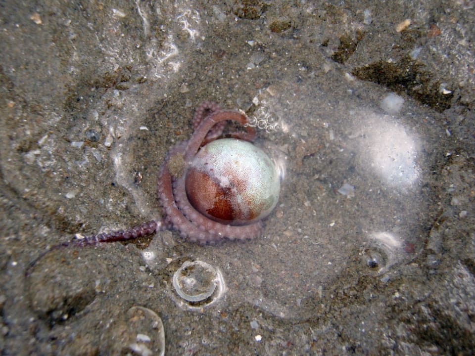 Qualle Hotel The Privacy Beach Resort & Spa