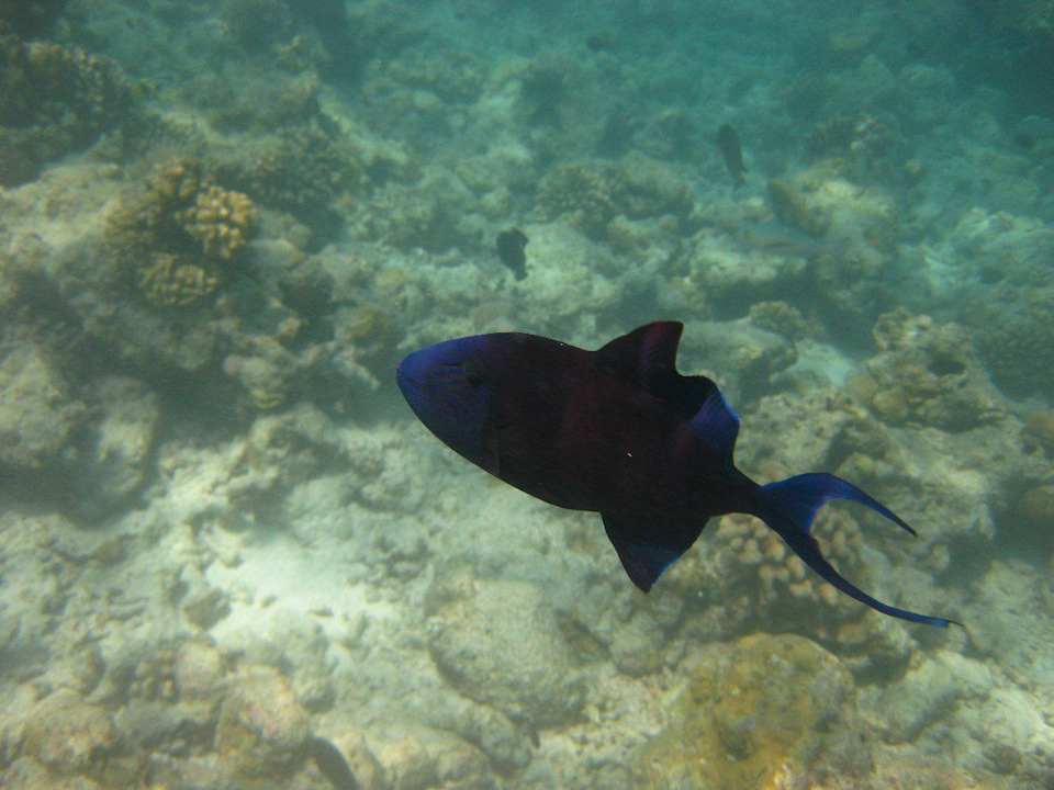 Unterwasserwelt am Hausriff NH Collection Maldives Reethi Resort
