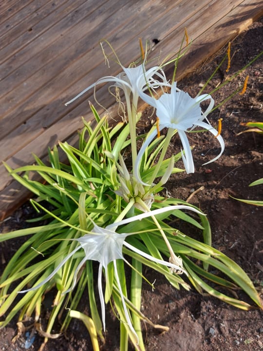 Gartenanlage Corallium Beach by Lopesan Hotels - Adults only