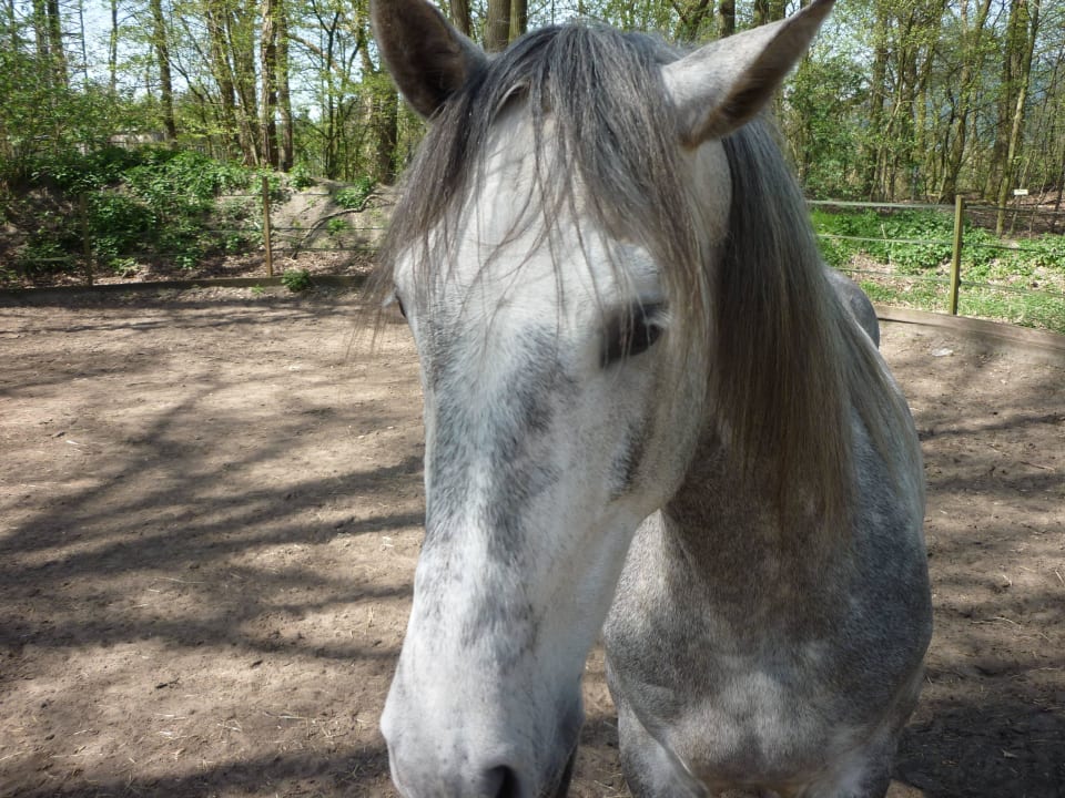 Reiterhof Center Parcs Het Heijderbos