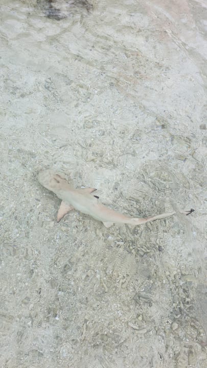 Strand Summer Island Maldives