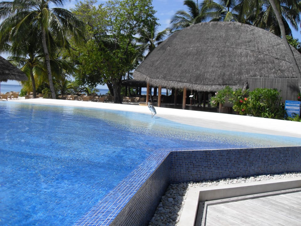Infinity-Pool Kuramathi Maldives