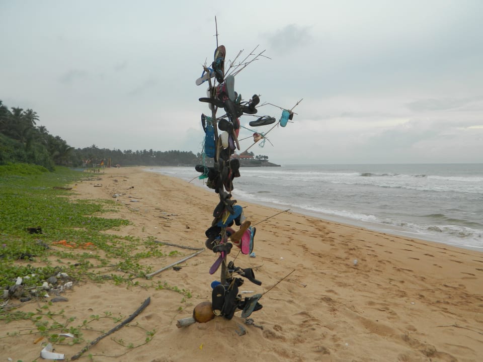 Slippertree am Ende des Urlaubs Hotel Bentota Village